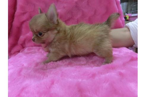 成約済の京都府のチワワ-2516の1枚目