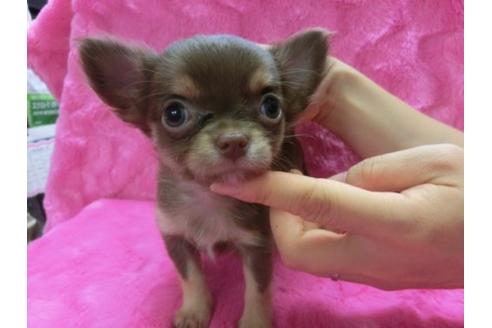 成約済の京都府のチワワ-2518の3枚目