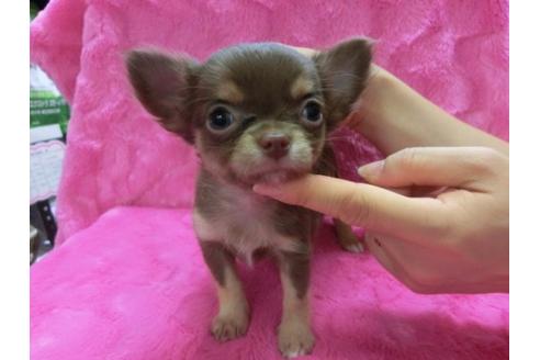 成約済の京都府のチワワ-2518の2枚目