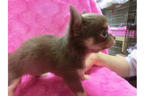 成約済の京都府のチワワ-2518の1枚目