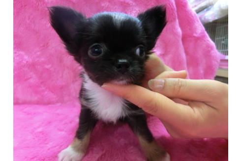 成約済の京都府のチワワ-2519の2枚目