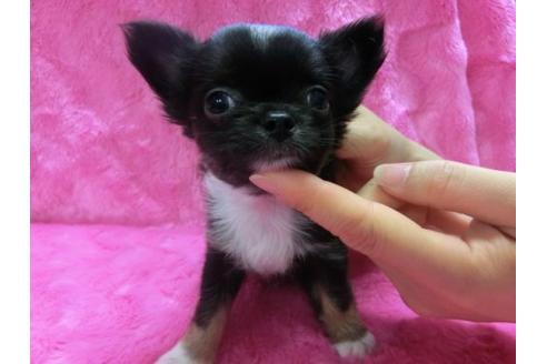 成約済の京都府のチワワ-2519の3枚目