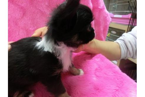 成約済の京都府のチワワ-2519の1枚目