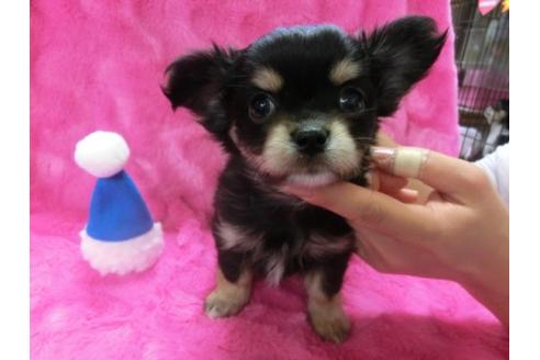 成約済の京都府のチワワ-2520の2枚目