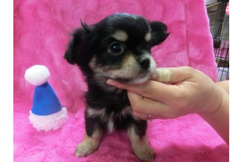 成約済の京都府のチワワ-2520の3枚目