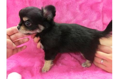 成約済の京都府のチワワ-2520の1枚目