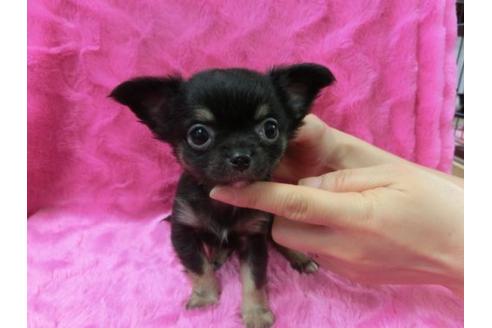 成約済の京都府のチワワ-2521の3枚目