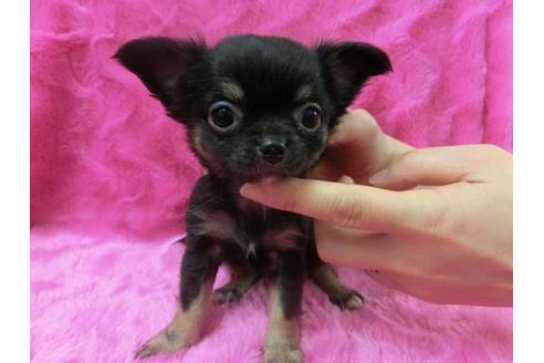 成約済の京都府のチワワ-2521の2枚目