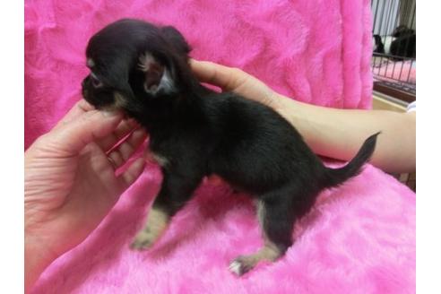 成約済の京都府のチワワ-2521の1枚目