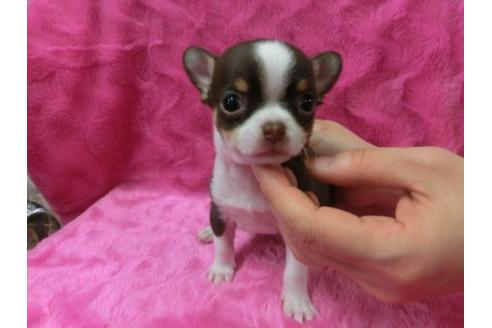 成約済の京都府のチワワ-2522の2枚目