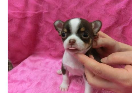 成約済の京都府のチワワ-2522の3枚目