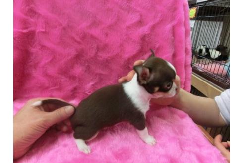 成約済の京都府のチワワ-2522の1枚目