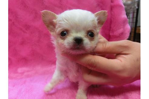 成約済の京都府のチワワ-2523の3枚目