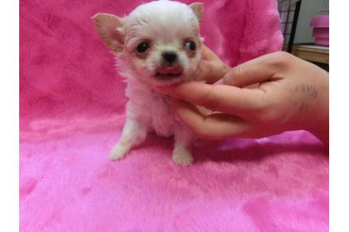 成約済の京都府のチワワ-2523の2枚目