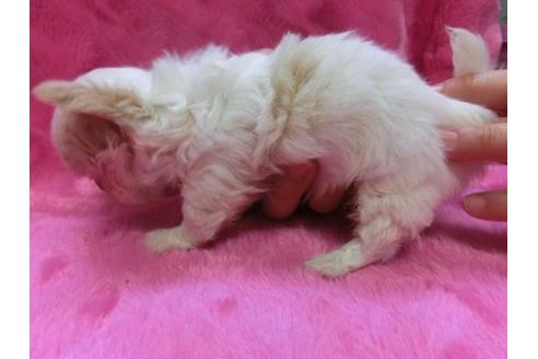 成約済の京都府のチワワ-2523の1枚目