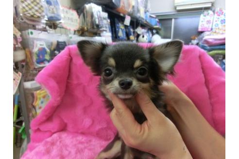 成約済の京都府のチワワ-2524の3枚目