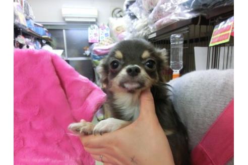 成約済の京都府のチワワ-2524の2枚目