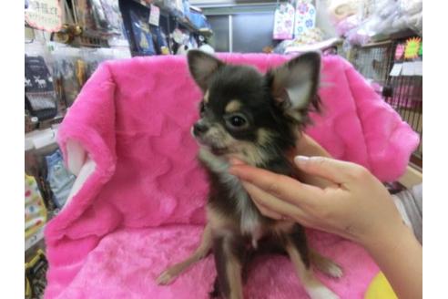成約済の京都府のチワワ-2524の1枚目