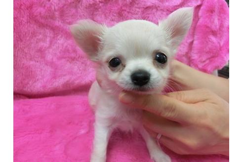 成約済の京都府のチワワ-2525の2枚目