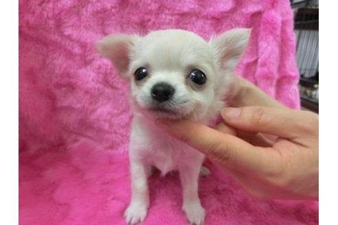 成約済の京都府のチワワ-2525の3枚目