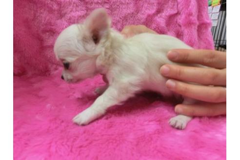 成約済の京都府のチワワ-2525の1枚目