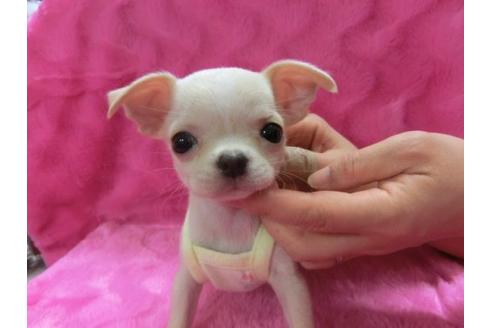 成約済の京都府のチワワ-2526の2枚目