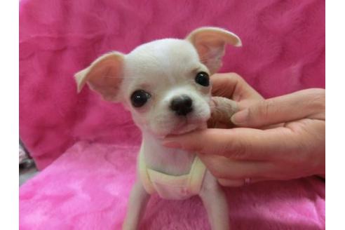 成約済の京都府のチワワ-2526の3枚目