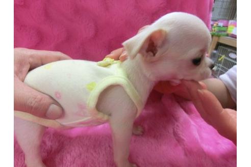 成約済の京都府のチワワ-2526の1枚目