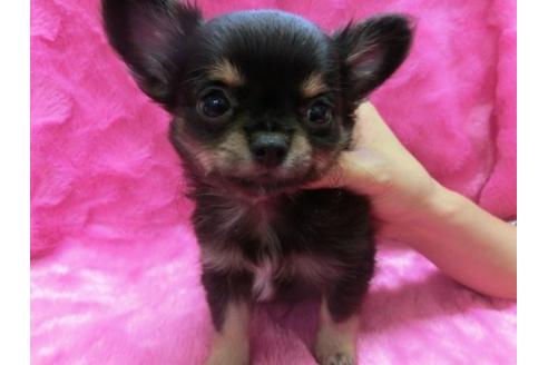 成約済の京都府のチワワ-2528の3枚目