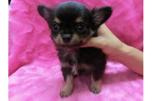 成約済の京都府のチワワ-2528の1枚目