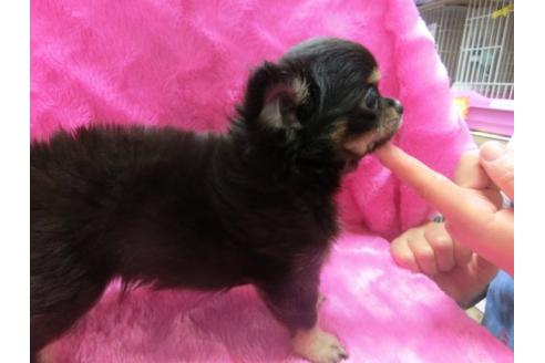 成約済の京都府のチワワ-2528の2枚目