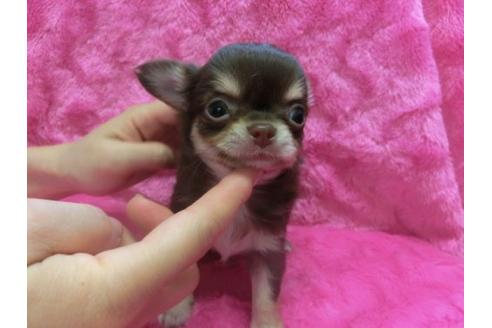 成約済の京都府のチワワ-2536の3枚目