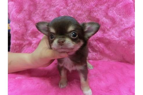 成約済の京都府のチワワ-2536の1枚目