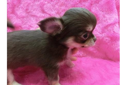 成約済の京都府のチワワ-2536の2枚目