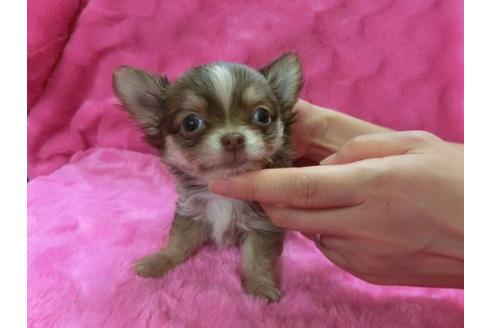 成約済の京都府のチワワ-2537の3枚目