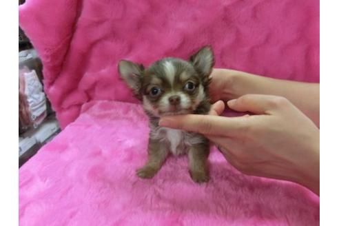 成約済の京都府のチワワ-2537の1枚目