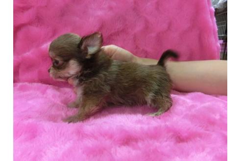 成約済の京都府のチワワ-2537の2枚目