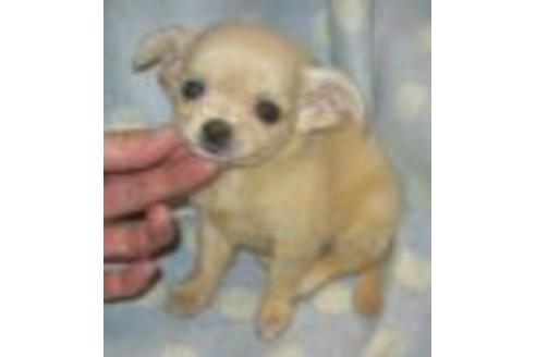 成約済の岐阜県のミックス犬-2618の2枚目