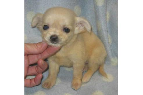 成約済の岐阜県のミックス犬-2618の3枚目