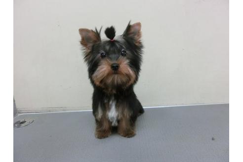 成約済の福岡県のヨークシャーテリア-2625の3枚目