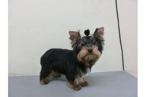 成約済の福岡県のヨークシャーテリア-2625の2枚目