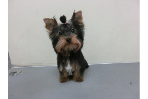 成約済の福岡県のヨークシャーテリア-2625の1枚目