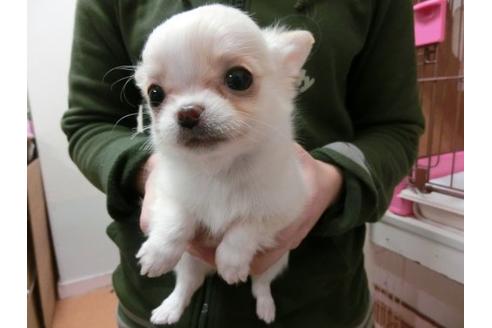 成約済の福岡県のチワワ-2626の2枚目