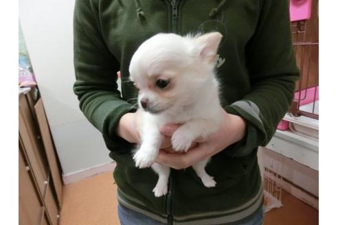成約済の福岡県のチワワ-2626の3枚目