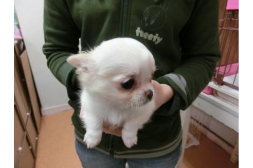 成約済の福岡県のチワワ-2626の1枚目