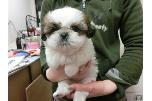 成約済の福岡県のシーズー-2627の1枚目