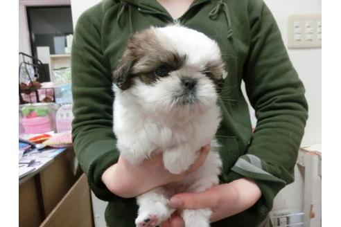 成約済の福岡県のシーズー-2627の2枚目