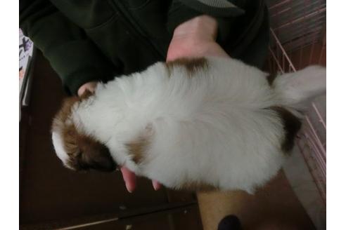 成約済の福岡県のシーズー-2627の3枚目