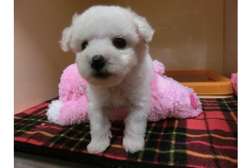 成約済の福岡県のビションフリーゼ-2628の3枚目