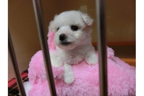 成約済の福岡県のビションフリーゼ-2628の1枚目